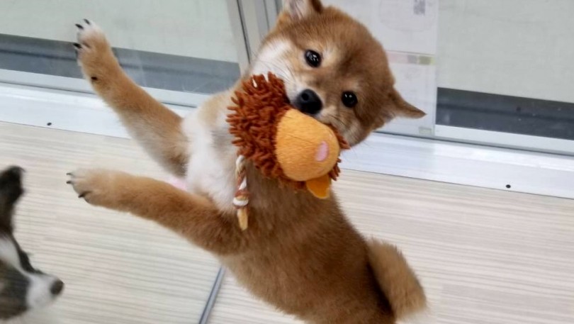 おもちゃを嬉しそうにくわえて「見てみて～」と言わんばかりの表情 | 柴犬 （713611） - 鶴見店