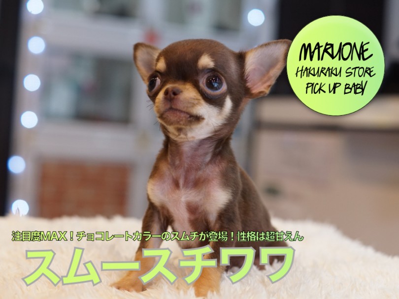 【 スムース チワワ 】注目度MAX！チョコレートカラーのスムチが登場！性格は超甘えん坊！？