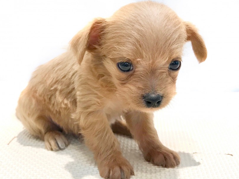 成犬時は2,4kg前後を予想 | MIX（ トイ・プードル × チワワ ） （120154） - 今宿店