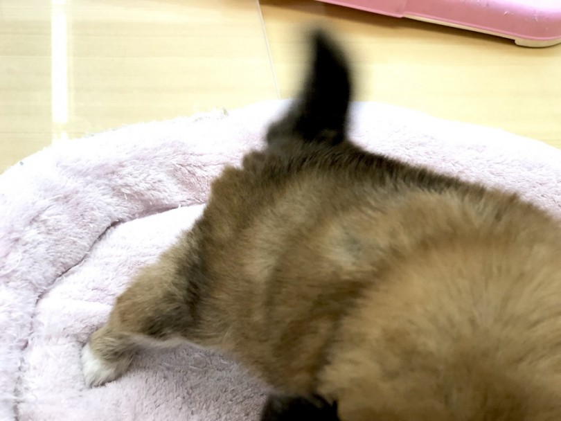 天真爛漫な超フレンドリー犬 | チワワ （118307） - ペッツワン城山店