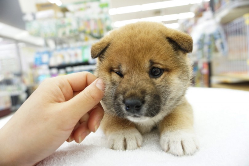 りんごちゃんに決めた最大のポイントは嬉ション | 柴犬の「りんごちゃん」 ユーザーコラム - 大倉山店