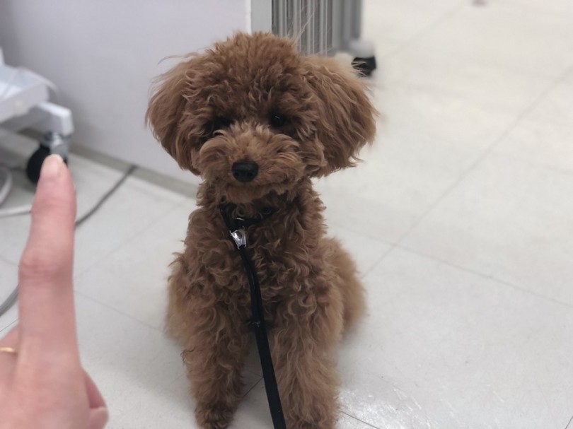 ボーダーコリーの次に頭の良い犬種 | トイプードル （311806） - 港北ニュータウン店
