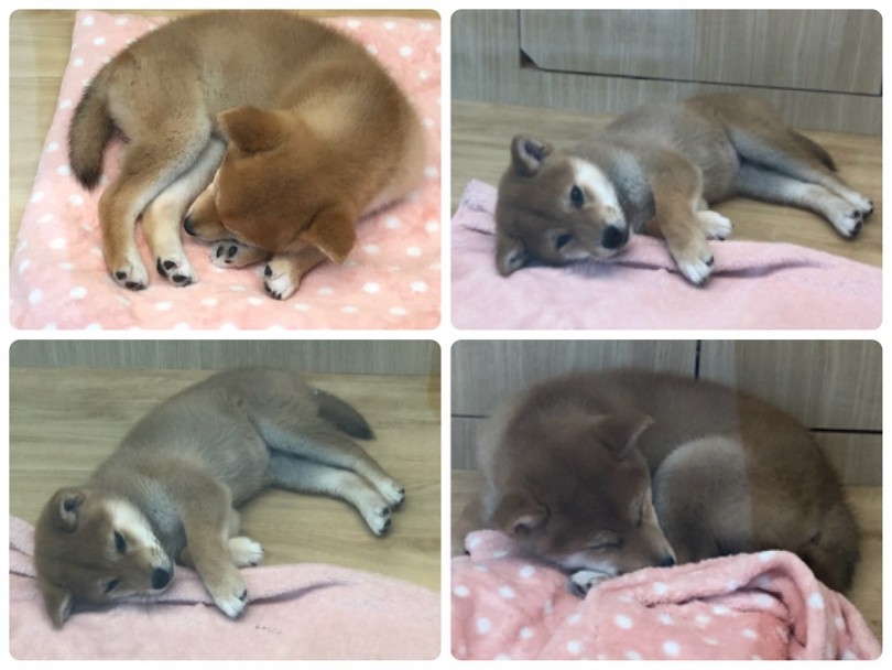 お留守番は大事なしつけ | 柴犬 （311832） - 港北ニュータウン店