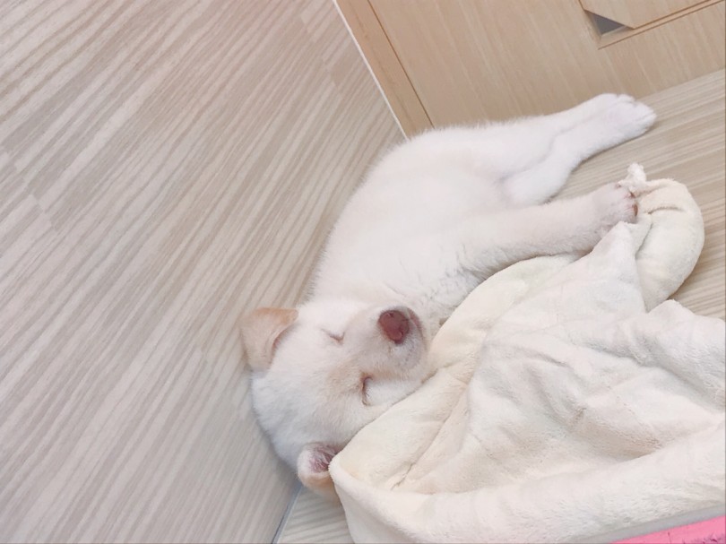 寝顔が天使レベル | 柴犬 （6130764） - 大倉山店