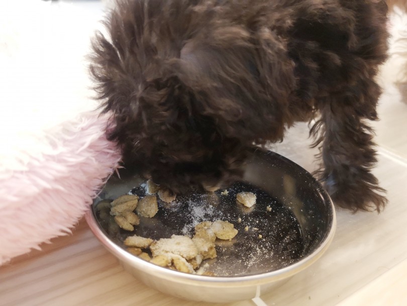 成犬時の予想体重は2kg前後 | トイ・プードル （412751） - 武蔵浦和店