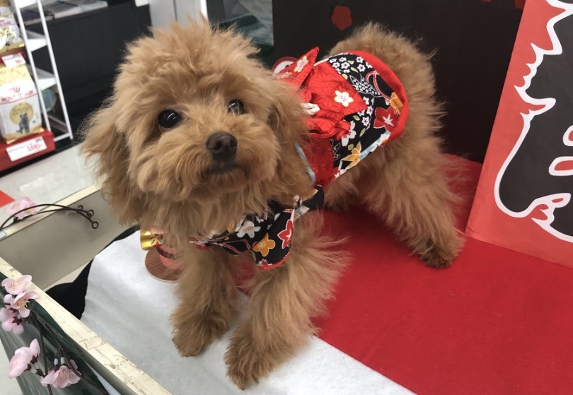 新しい年を、かわいいトイプーちゃんと過ごしませんか？ | トイ・プードル （311811） - 港北ニュータウン店