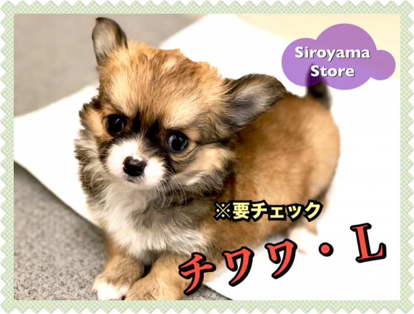 【 たぬきっチワワ 】※要チェック！チワワなのにタヌキっぽい！？激かわチワワちゃんを超速レビュー