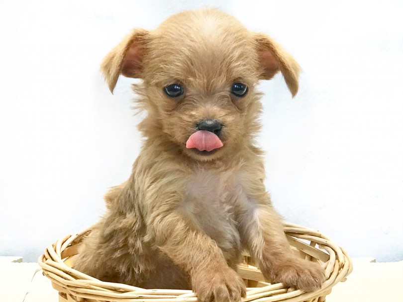 MIX犬はいまやブランド化されつつある人気犬種の一つ | MIX（ トイ・プードル × チワワ ） （120154） - 今宿店