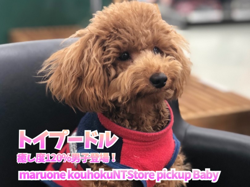 【 トイプードル 】癒し度120%男子登場！