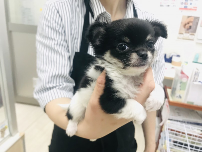 片手でも安定感抜群 | チワワ （014244） - 東日暮里店