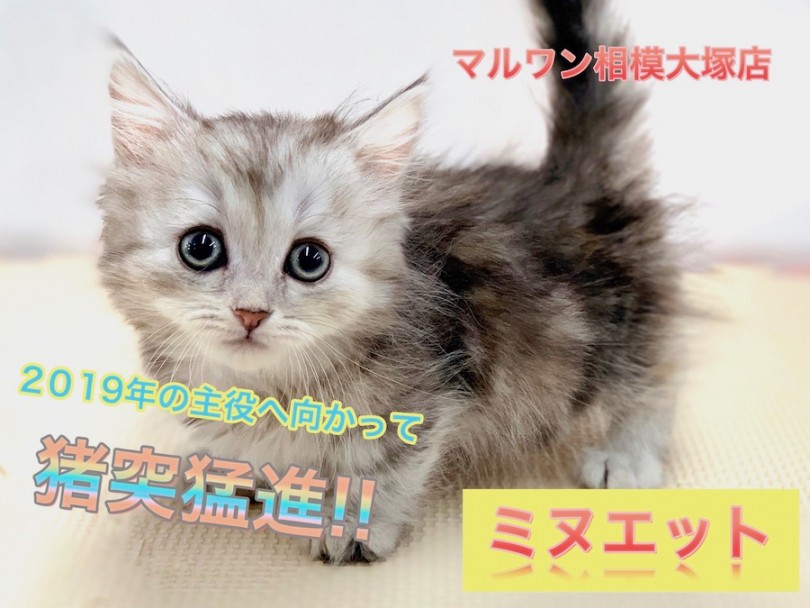 ミヌエット】2019年の主役に向かって猪突猛進！大きな瞳・短足・抜群の懐っこさ3拍子揃った甘えん坊さん