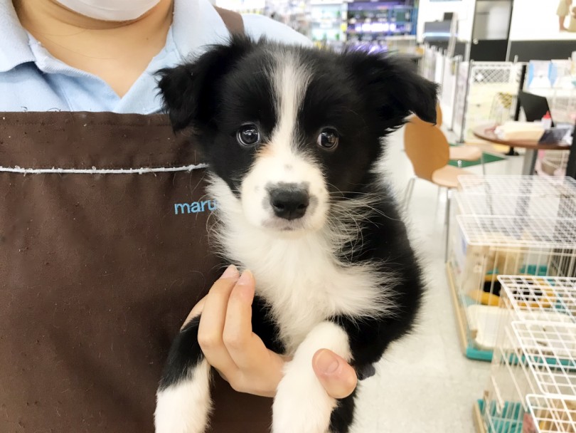 トレーニング能力も高い犬種 | ボーダーコリー （117181） - 鎌ヶ谷店