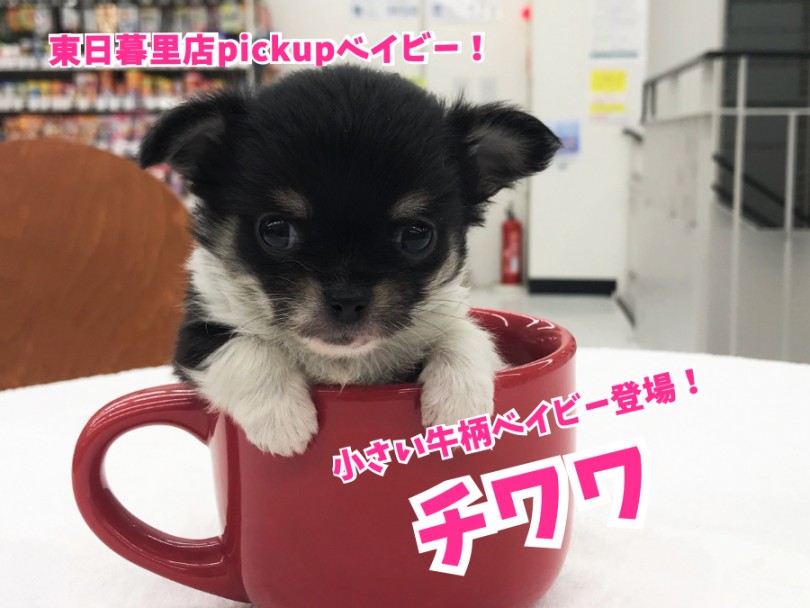 【 チワワ 】小さい牛柄ベイビー登場！