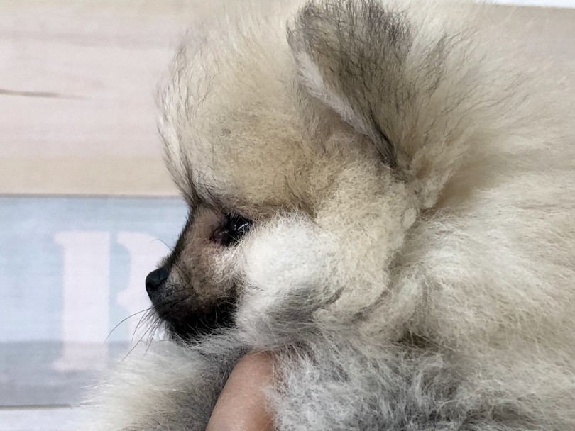 短頭種に近い極短マズル | ポメラニアン （118304） - 城山店