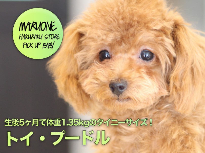 【 トイ・プードル 】生後5ヶ月で体重1.35kgのタイニーサイズ！