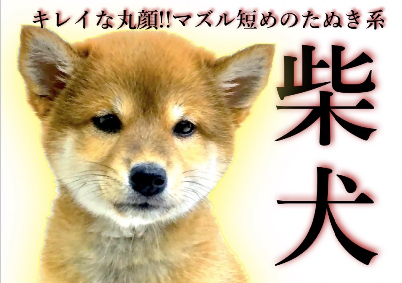 【 柴犬 】キレイな丸顔!!マズル短めのたぬき系ニコニコ赤柴ちゃん!