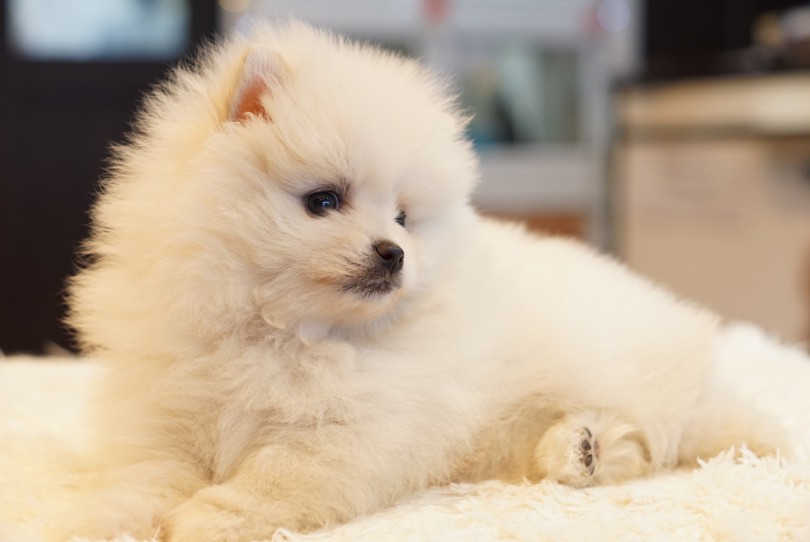 成犬時にはたぬき顔？キツネ顔？ | ポメラニアン （11601） - 白楽店