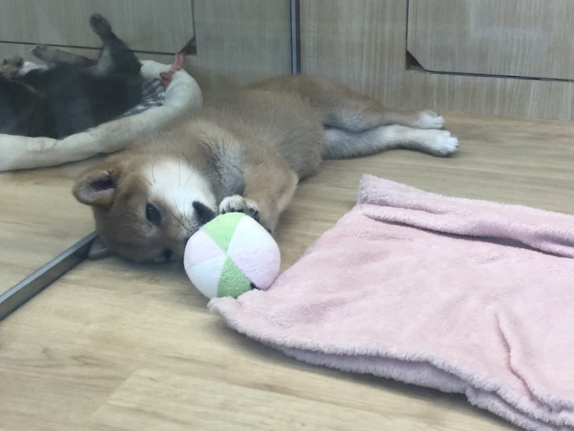 性格はおっとりした穏やかな女の子 | 柴犬 （311832） - 港北ニュータウン店