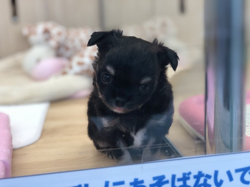 人が大好き、ワンコも大好き | チワワ ロングコート （311829） - 港北ニュータウン店