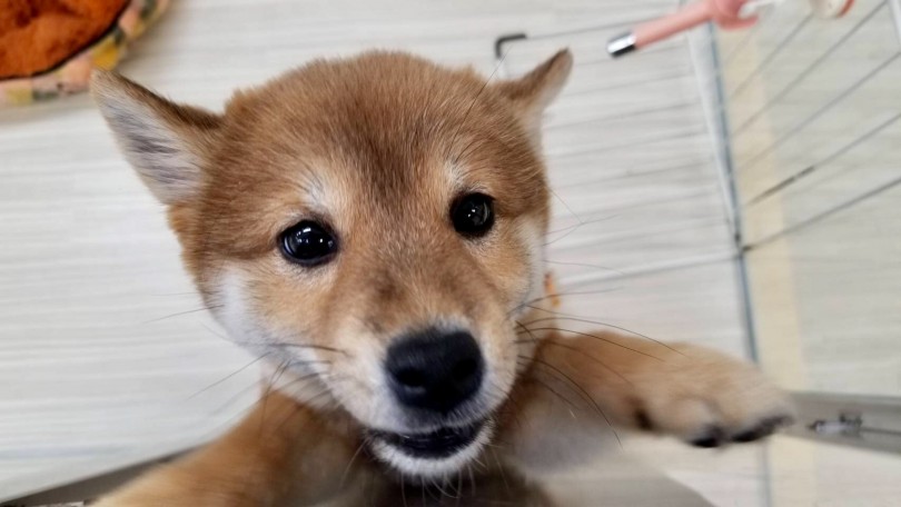 笑顔 | 柴犬 （713611） - 鶴見店