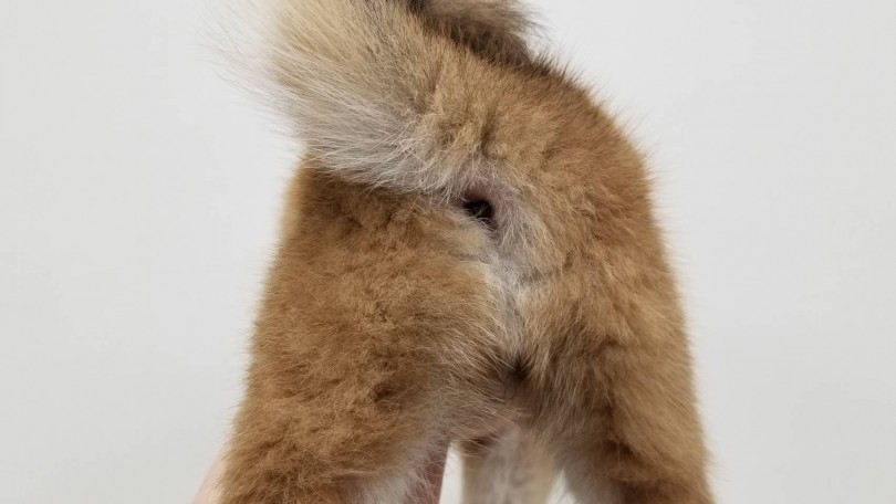 サービスショットでお尻をご開帳（笑） | 柴犬 （713611） - 鶴見店