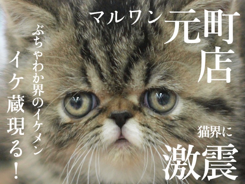 【 エキゾチック 】異次元のイケメン！エキゾチック改め、「イケゾチックのイケ蔵」がやってきた！