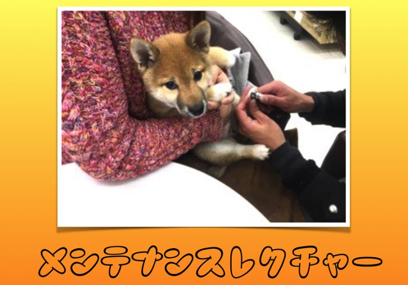 マルワン大倉山店にはドックランが2つ併設 | 柴犬の「りんごちゃん」 ユーザーコラム - 大倉山店