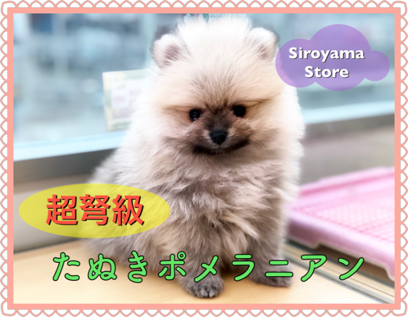 【 超タヌキ顔 ポメラニアン 】城山史上最高クラス！マズルドンぺちゃの激カワタヌキポメ♪