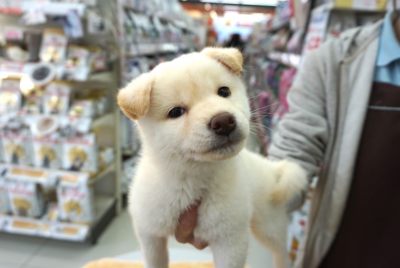柴犬マニアにはたまらないニオイ | 柴犬 （6130764） - 大倉山店