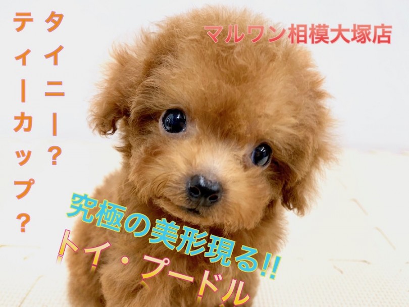 【トイ・プードル】将来はティーカップorタイニー！表情豊かな写真が満載！