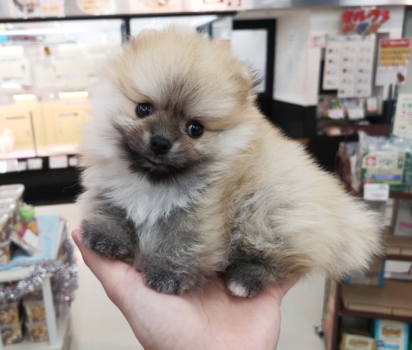 手のひらにも、ちょこんっと乗ってしまいます | ポメラニアン （412756） - 武蔵浦和店