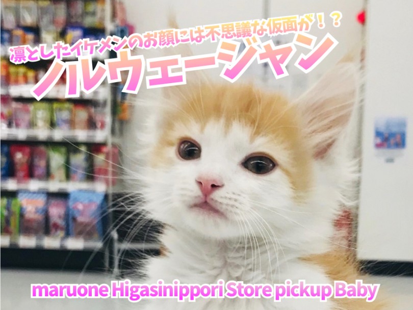 【 ノルウェージャンフォレストキャット 】凛としたイケメンのお顔には不思議な仮面が！？大注目のフェアリーキャット！