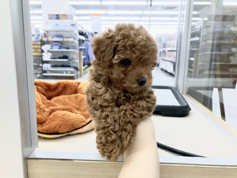 足の長さは4.8cm | トイ・プードル （512587） - 本羽田店