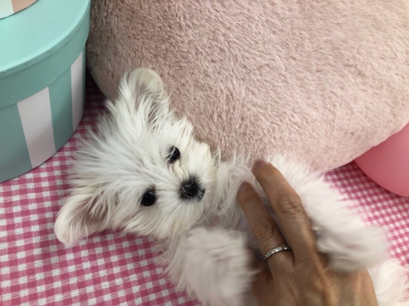 犬の貴族 | マルチーズ （311838） - 港北ニュータウン店