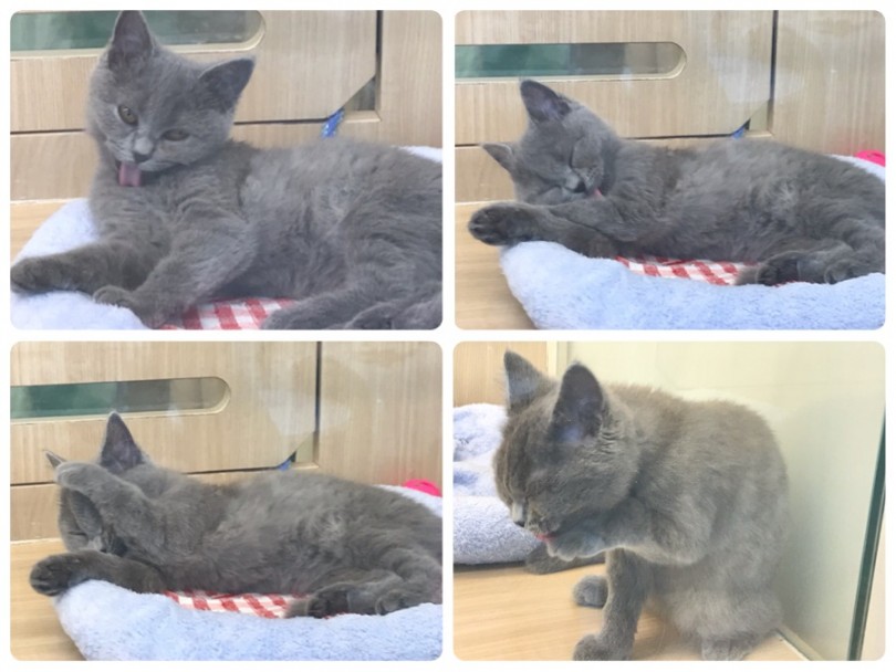 毛づくろい | ブリティッシュショートヘア （311840） - 港北ニュータウン店