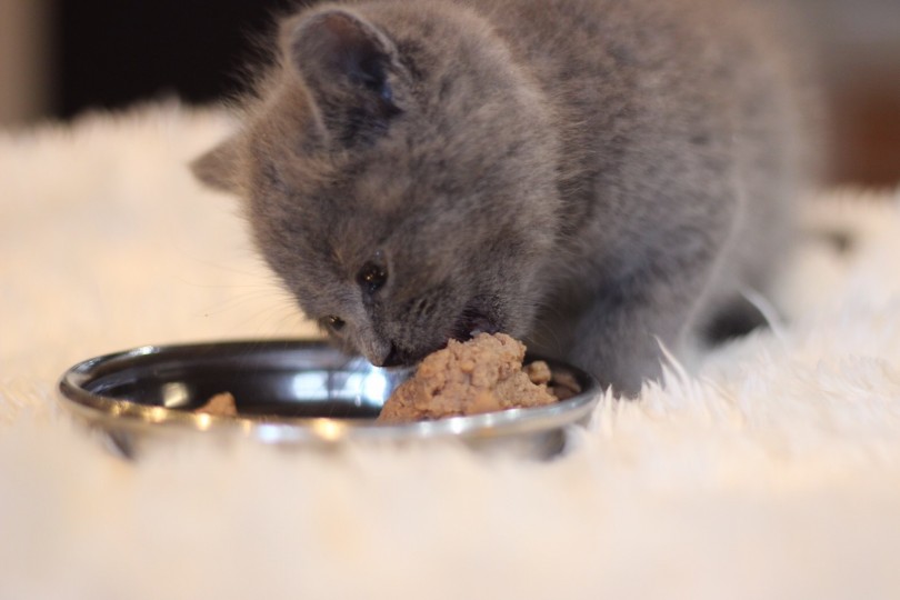 小さい体でもとっても元気で素晴らしい食べっぷり！ | ブリティッシュショートヘア （11602） - 白楽店