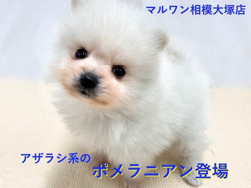 【 アザラシ系ポメラニアン 】抜群の毛量はわたあめ級！キメ顔が得意なホワイト系ポメ！