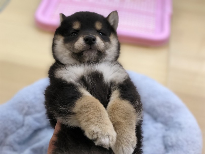 片手ヘソ天 | 柴犬 （118314） - 城山店