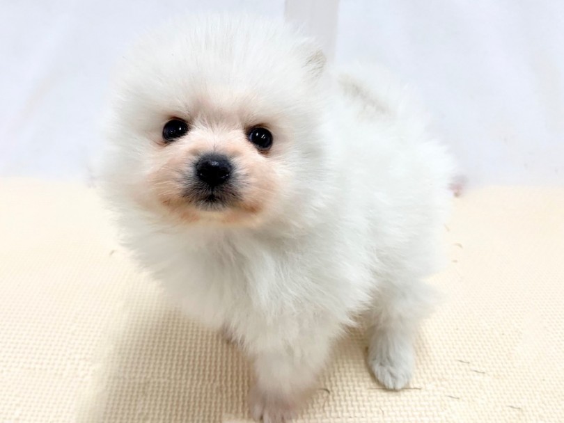 流線型ボディがアザラシ系のポイント | ポメラニアン （814501） - 相模大塚店