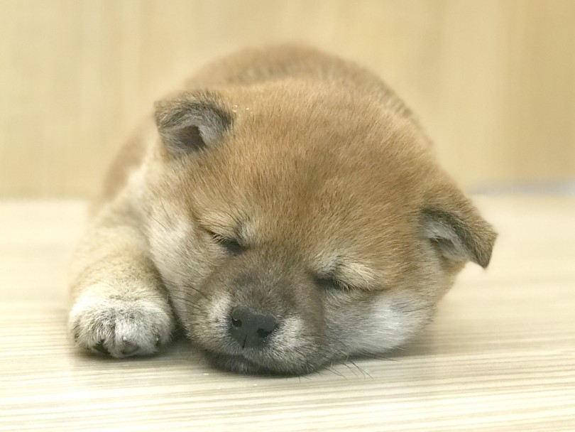 この寝顔を独り占めできるのはあなたかもしれませんよ？ | 柴犬 （120155） - 今宿店