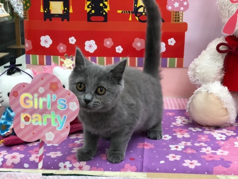 ブリちゃんに会いに来てください | ブリティッシュショートヘア （311840） - 港北ニュータウン店