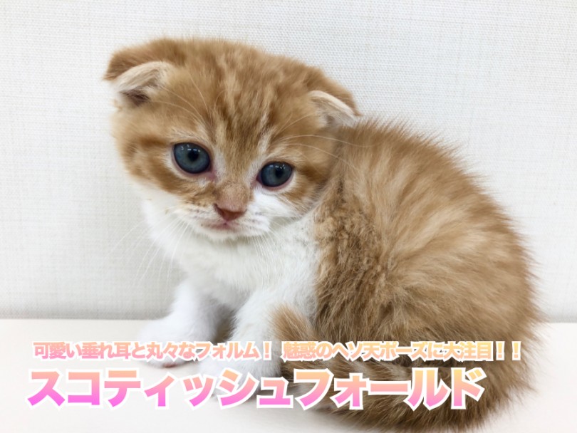 【 スコティシュフォールド 】可愛い垂れ耳と丸々なフォルム！魅惑のヘソ天ポーズに大注目！！