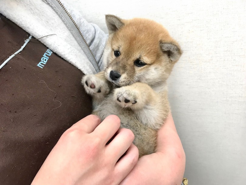 爪切りやブラッシング、歯磨きなども嫌がらずにスムーズに行う事が出来ます！ | 柴犬 （120155） - 今宿店