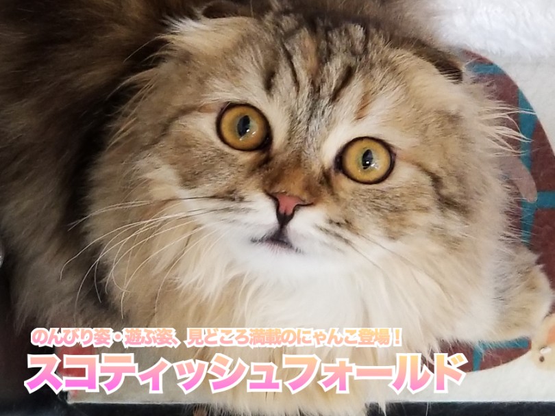 【 スコティッシュフォールド 】のんびり姿・遊ぶ姿、見どころ満載のにゃんこ登場！