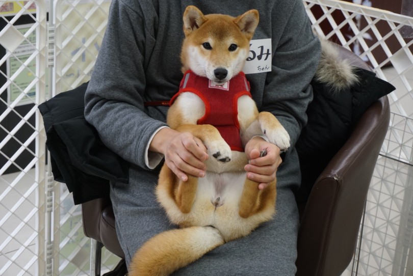どこを触っても「お好きにどうぞ♪」優秀なくるみちゃん | 大倉山店パピー教室