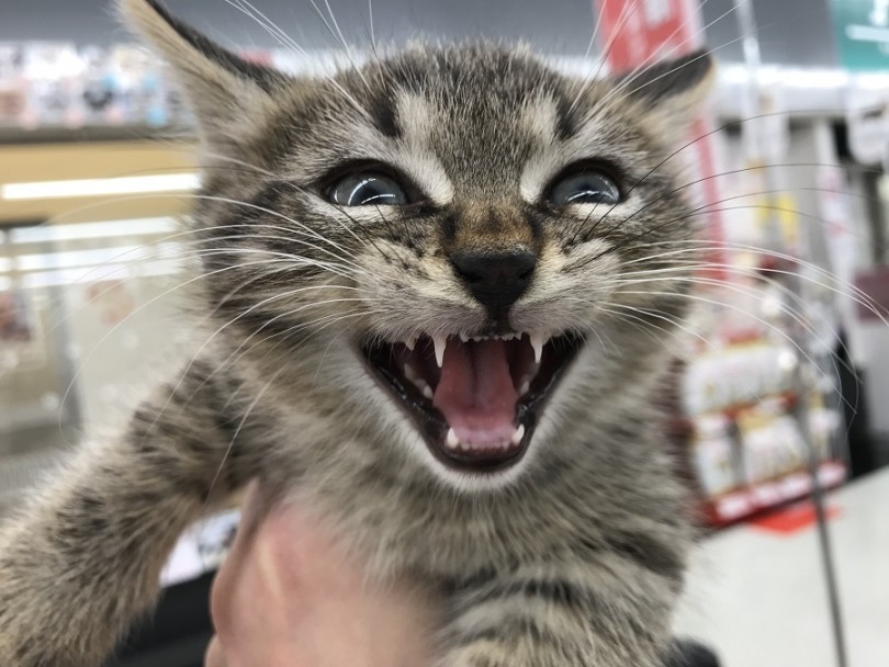 たくさんの魅力に包まれたマンチカン | マンチカン （311836） - 港北ニュータウン店