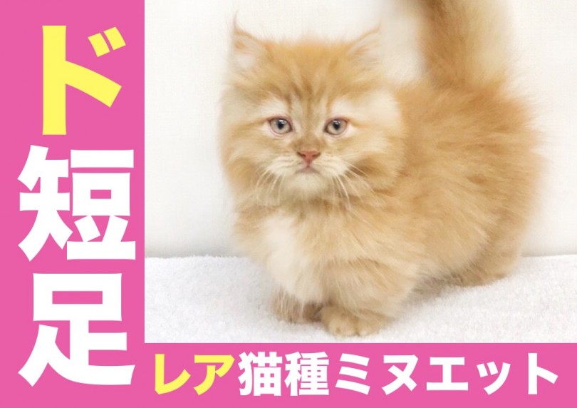 【 ミヌエット 】コミカルな悪党顔は奇跡のド短足!!ペロペロタイムは見逃すなっ!!