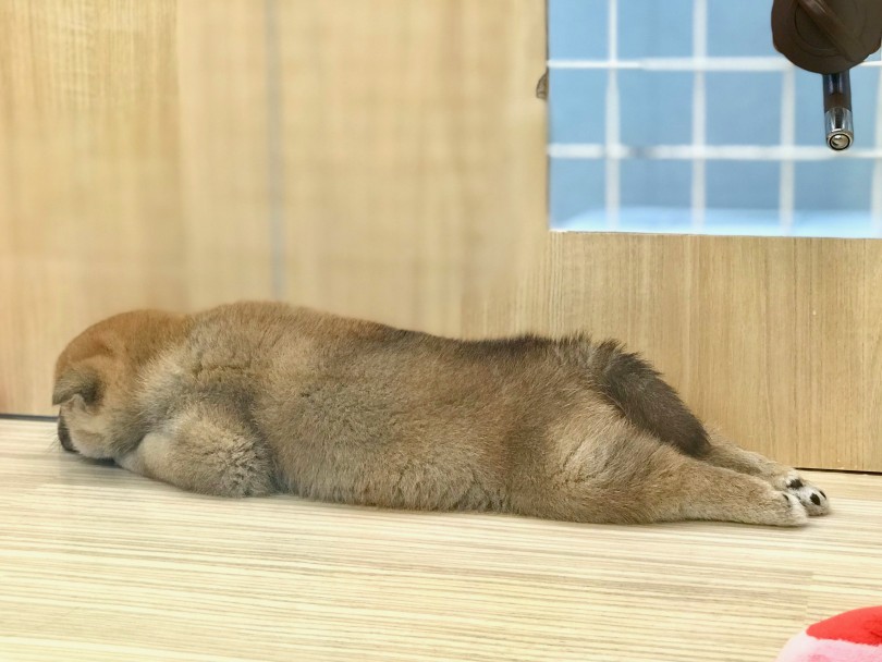 ムッチムチBODY 女子が羨む理想顔 | 柴犬 （120155） - 今宿店