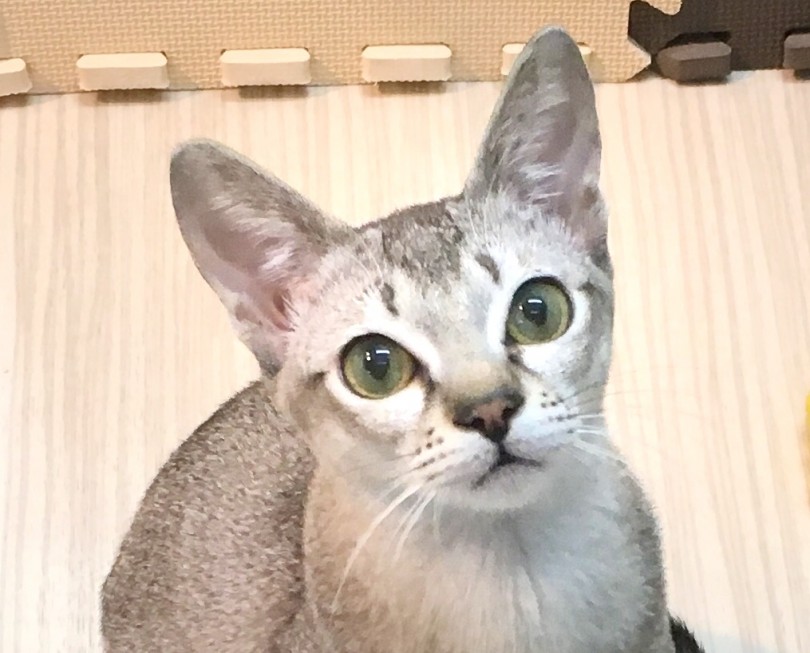 世界最小キャット | シンガプーラ （412728） - 武蔵浦和店