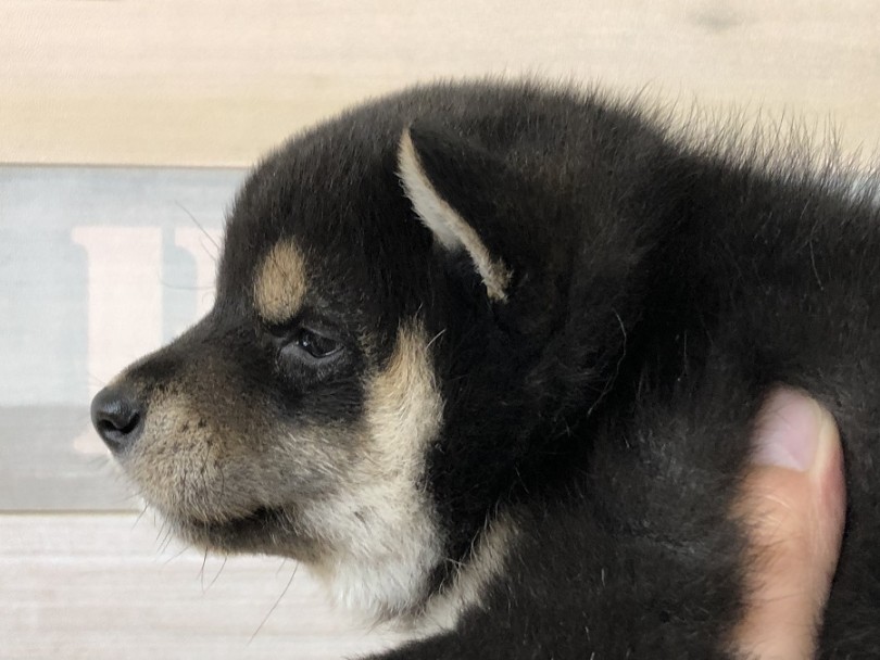 まるっとした可愛さ全振りのシルエット♪ | 柴犬 （118314） - 城山店